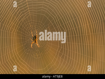 Weibliche Gartenkreuzspinne (Araneus Diadematus) Orb Web, am frühen Morgen. Stockfoto