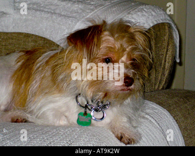 Kleiner alter Hund, Jack russell shih tzu mischen Stockfoto