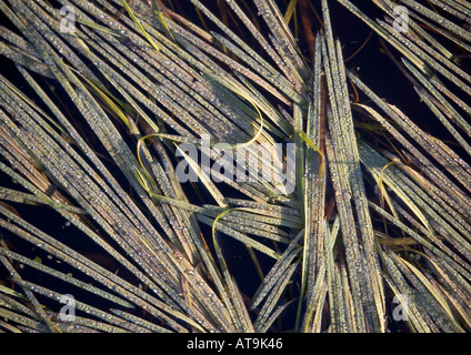 Wasser Luftgärten Rasen (Glyceria Fluitans) im Winter, Nahaufnahme, Norfolk Stockfoto