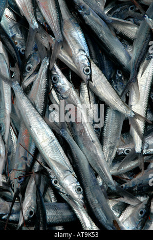 Fliegende Fische Karibische Inseln St. Lucia castries Markt Anzeige Stockfoto