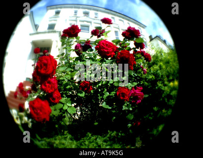 Fisheye Blick auf Rosen im Garten des Londoner Haus Stockfoto