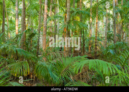 Monsun rainforest Stockfoto