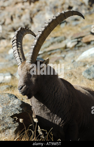 Stambecco Bouquetin Capra Ibex Capra Ibex Maschio Montagna Valnoney Cogne Parco Nazionale Gran Paradiso Valle Aosta Italia Italien Stockfoto