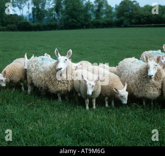 Border Leicester Schafe und Lämmer auf dem Rasen Herefordshire Stockfoto