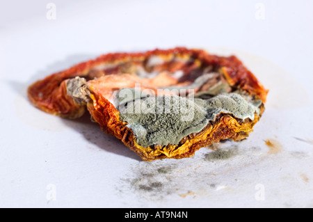 Verfallende Scheibe Tomate auf weißem Hintergrund Stockfoto