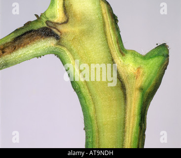 Nekrotische Gefäßgewebe verursacht durch Tomaten Mark Nekrose Pseudomonas Corrugata in einem Tomaten-Stiel Stockfoto