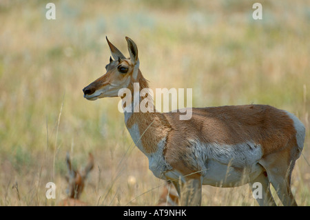 Pronghorn Antilope Stockfoto