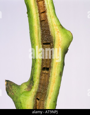 Tomaten Mark Nekrose Pseudomonas Corrugata braun nekrotische Mark in einem Tomaten-Stiel Stockfoto