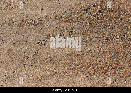 Vogel-Spuren im sand Stockfoto