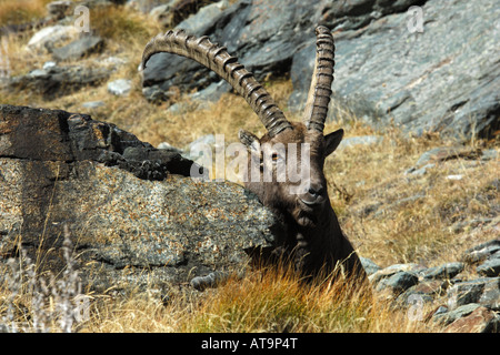 Stambecco Bouquetin Capra Ibex Capra Ibex Maschio Montagna Valnoney Cogne Parco Nazionale Gran Paradiso Valle Aosta Italia Italien Stockfoto