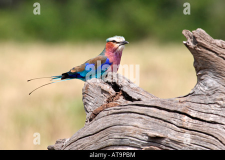 Lilac Breasted Roller auf einen toten Baumstamm Masai Mara. Stockfoto