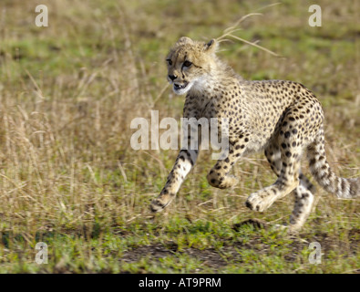 Gepard Cub ausgeführt, Massai Mara, Kenia Stockfoto