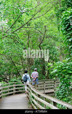 Corckscrew Swamp Sanctuary Naples, Florida Stockfoto