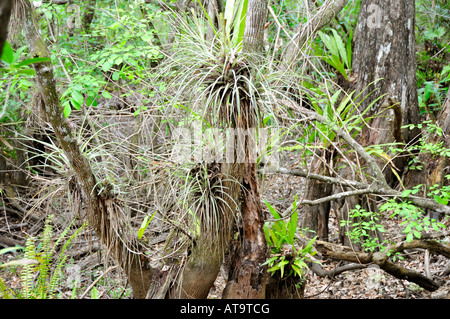 Corckscrew Swamp Sanctuary Naples, Florida Stockfoto