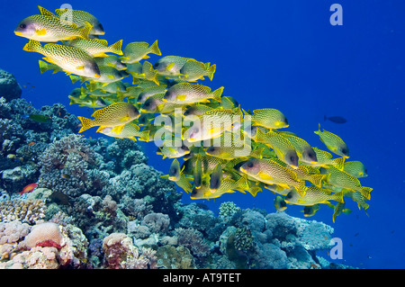 Reiche Korallenriff Stockfoto