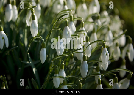 Nahaufnahme eines Klumpen von sonnenbeschienenen Schneeglöckchen mit weiter Blüten im Hintergrund unscharf Stockfoto