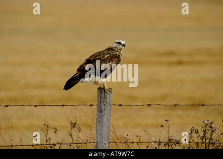 HAWK Birds of North America Red tailed Hawk Buteo jamaicensis Stockfoto