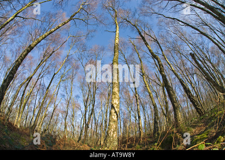 Silver Birch Bäume im winter Stockfoto