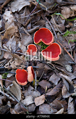 Orange schälen Pilze wachsen in Laubstreu Stockfoto