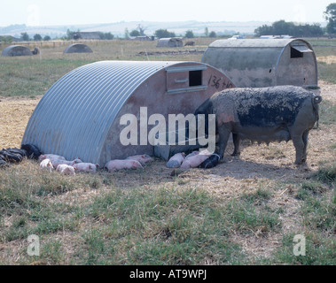 Im freien organischen Saddleback Sau mit ihren Ferkeln im Schatten der Arche ein Schwein im Sommer Stockfoto