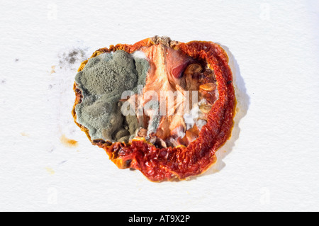 Verfallende Scheibe Tomate auf weißem Hintergrund Stockfoto