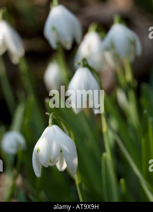 Makro-Ansicht von der Blüte der sonnenbeschienenen Schneeglöckchen Stockfoto