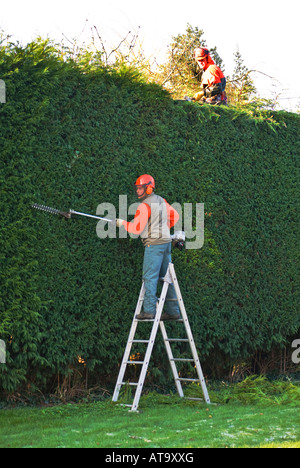 Professionelle Clipping Nadelbaum hedge Stockfoto