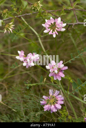 Krone Wicke Coronilla varia Stockfoto
