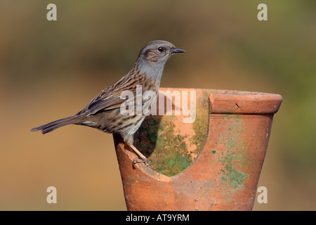 Heckenbraunelle Prunella Modularis thront auf alten Blumentopf alert Potton Bedfordshire suchen Stockfoto