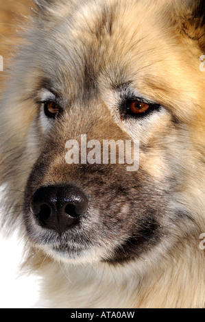 Alaskan Malamute Schlitten Hundeschlitten Hund Stockfoto