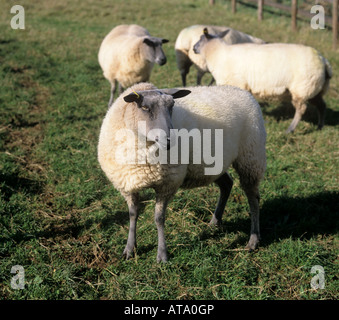 Bleu de Maine Ewe auf kurze Weide Devon Stockfoto