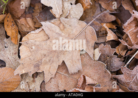 Frostige Blätter Stockfoto