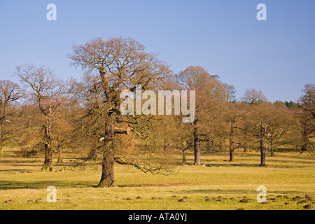 Alten Traubeneichen Eichen Stockfoto