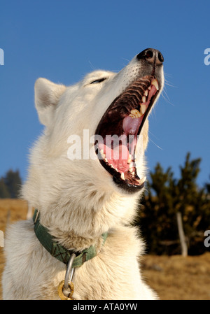 Grönlandhund mit geöffneter Schnauze Stockfoto