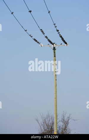 gemeinsamen Stare thront auf Stromleitungen Stockfoto