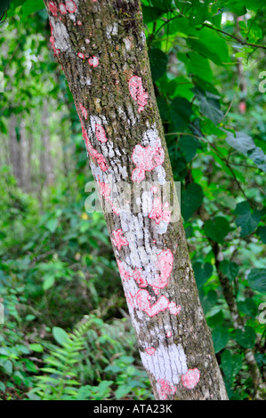 Corckscrew Swamp Sanctuary Naples, Florida Stockfoto