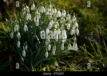 Schließen Sie die Ansicht ein Büschel von sonnenbeschienenen Schneeglöckchen Stockfoto