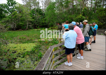 Corckscrew Swamp Sanctuary Naples, Florida Stockfoto