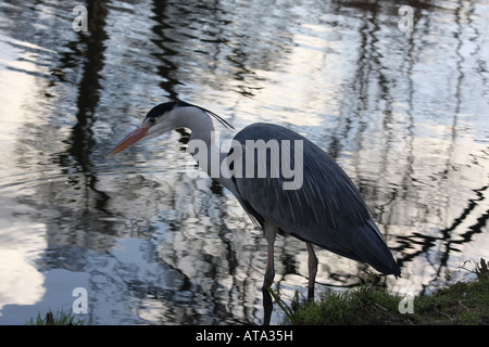 Graureiher stalking Opfer im riverside Stockfoto