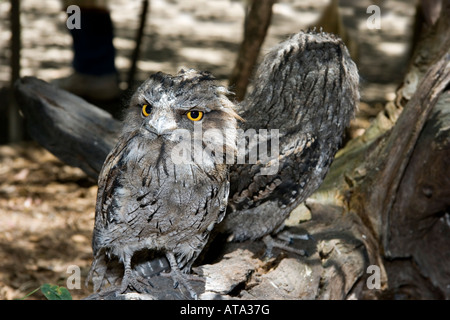 Die Tawny Frogmouth, ein Strigoides, ist eine gut getarnte Eule in ihrem natürlichen Lebensraum Wald, Australien. Stockfoto