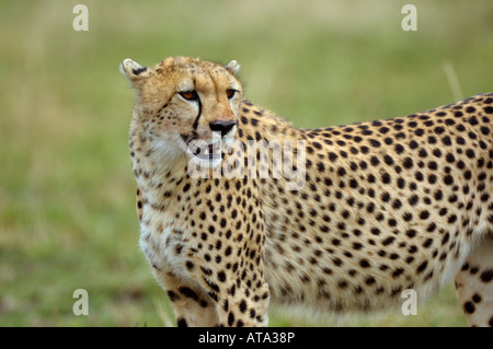 Geparden, halbe Bildniss eines Geparden, Masai Mara, Kenia Stockfoto