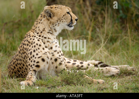 Gepard sitzend, Massai Mara, Kenia Stockfoto
