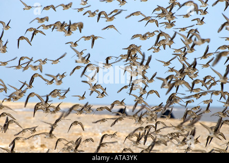 große Herde von fliegen Alpenstrandläufer, Norfolk, england Stockfoto