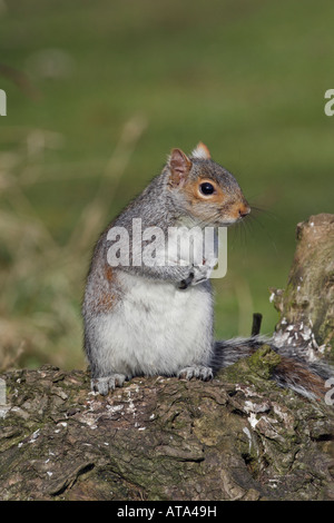 Graue Eichhörnchen Sciurus Carolinensis sitzen auf Log alert Potton Bedfordshire suchen Stockfoto