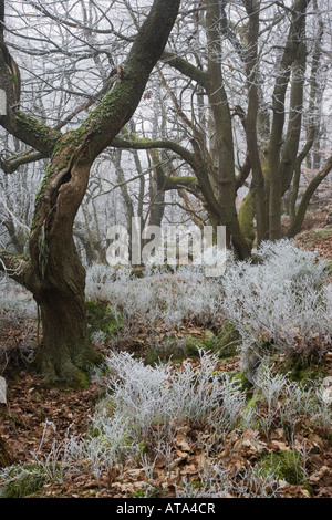 Frostiger Morgen Padley Holz Derbyshire Peak District Stockfoto