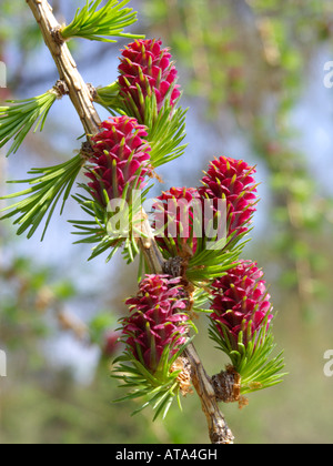 Europäische Lärche (Larix decidua) mit weiblichen Blüten Stockfoto