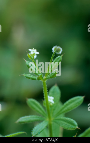 Hackmesser Galium Aparine oder Klettenlabkraut Stockfoto