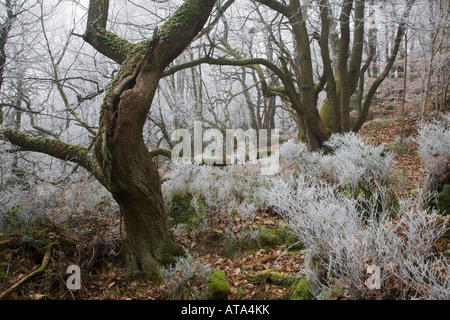 Frostiger Morgen Padley Woods Derbyshire Peak District Stockfoto