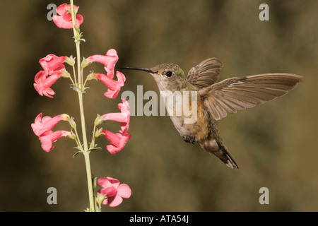 Calliope Kolibri weiblich, Stellula Calliope, Fütterung bei Penstemon Superbus Flowers. Stockfoto