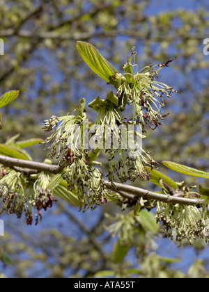 Persische ironwood (Parrotia persica) Stockfoto